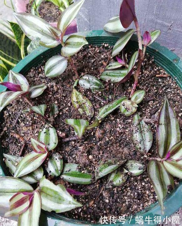 竹梅|比绿萝还好养,一年繁殖20盆,挂阳台上色彩斑斓,却野蛮生长