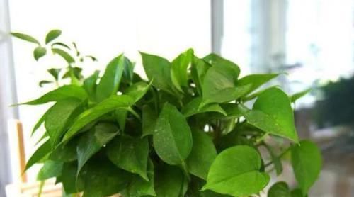 根系|养花种草:规避掉2个坏习惯,植株不再枯黄腐烂、出新问题