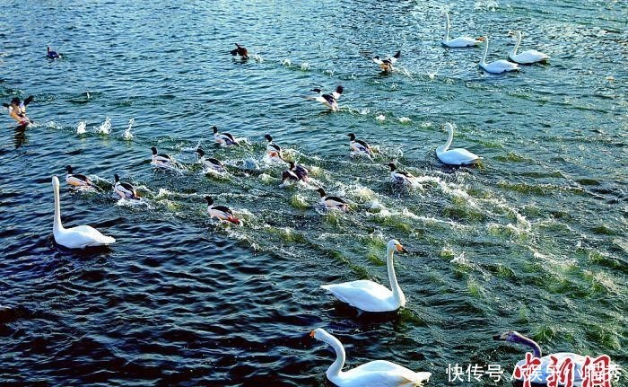 20余种水禽在新疆库尔勒市中心河流上栖息越冬