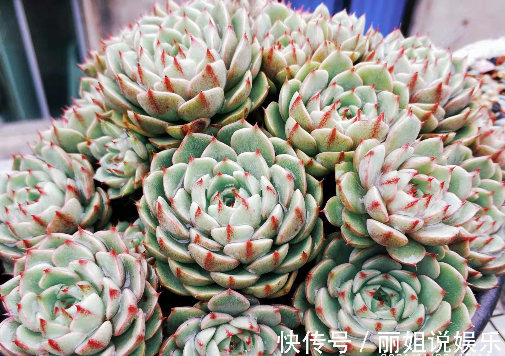 优点|多肉苯巴和蒂比都不易上色,但换盆的时候我决定淘汰蒂比而留苯巴