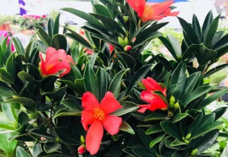 秋天|秋天定要养棵四季茶花,花大色艳美极了,一次能开20朵,值得拥有