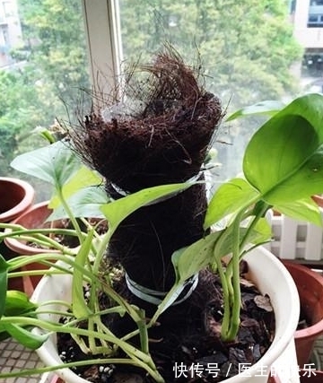 自制|自制“绿萝柱”，3分钟学会，“绿萝”往上爬，叶片脸盆大！