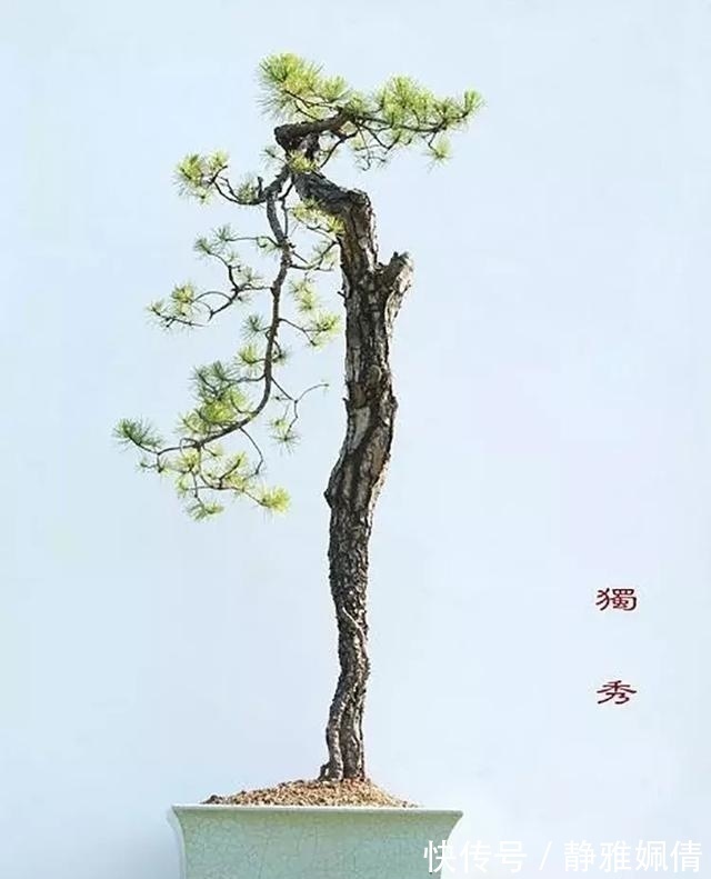 新貌|一组盆景作品欣赏，能达到法严、形美、意放、韵胜才是佳作