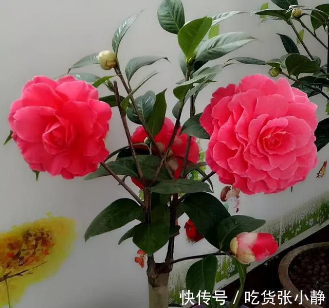 5种漂亮花，天冷多晒晒，越晒长得越健壮，花开得又多又大