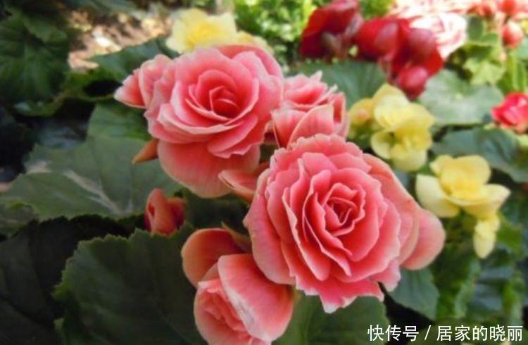 吉祥|家里要养4种花，开花吉祥又喜庆，一开就300多天！
