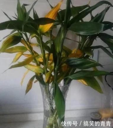 叶子|富贵竹叶子发黄,不用担心,1滴“小药水”让叶子返青