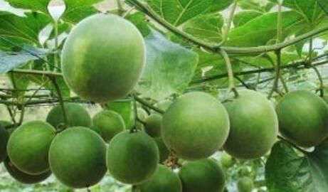 散结|一个千年神方,3味药,通阳散结,驱走心绞痛、心肌梗死、冠心病