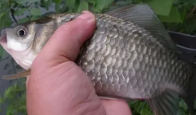 冬季钓鱼没口怎么办?原因和应对方法都在这!