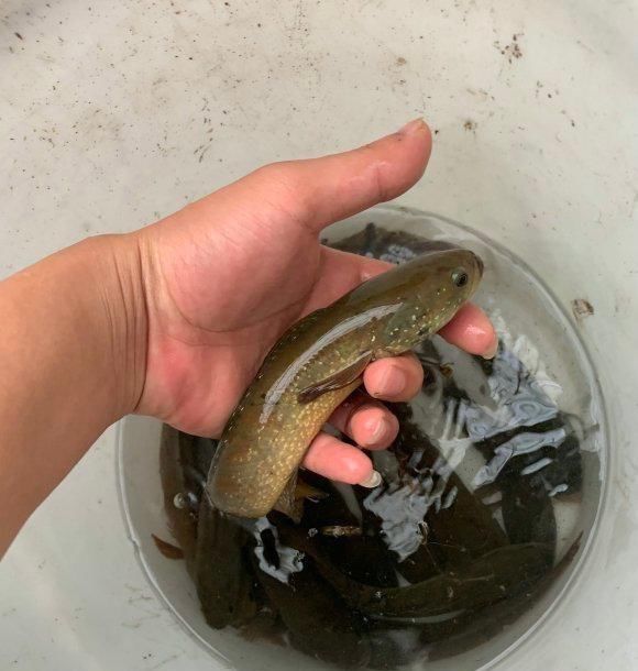 河道|贵州一河道涨水后七星鱼泛滥，钓鱼人：近两年才开始出现