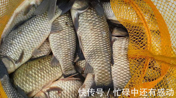 野钓|五款自制饵料配方，鲫鱼疯狂着迷，杂鱼不沾，盛夏野钓大板鲫必备