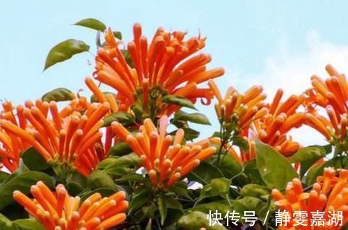 别听此几种花名土气,开花以后大开眼见,花量大到溢出盆外