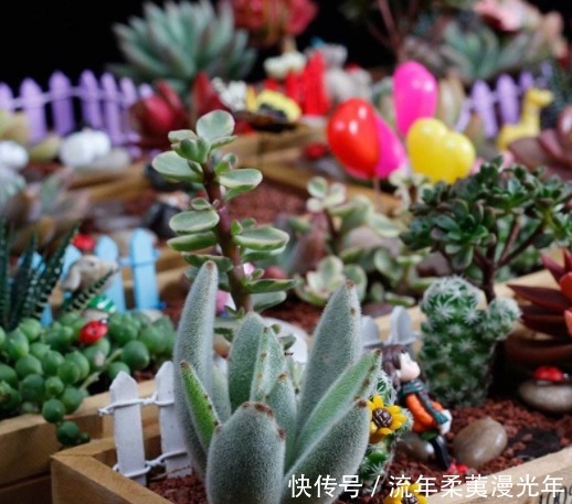 盆土碱性大教你“1招”，轻松调节酸碱度，养任何花都事半功倍