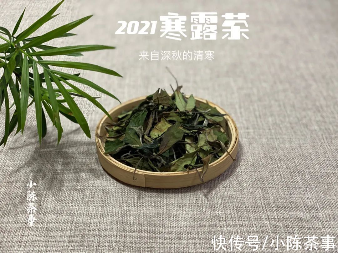 白露节@都是秋白茶，寒露茶与白露茶如何分辨？4个角度带你理清层层迷雾