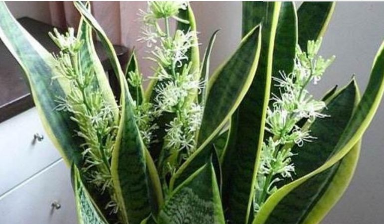 半日照|卧室就养“3种花”,赏心悦目,清香安神,改善睡眠质量