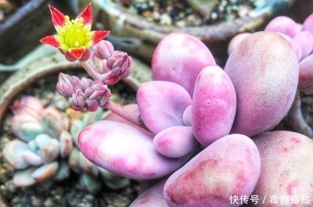 多肉|这5种多肉开花就像中奖一样,雅乐之舞最不常见,桃蛋开花最好看!