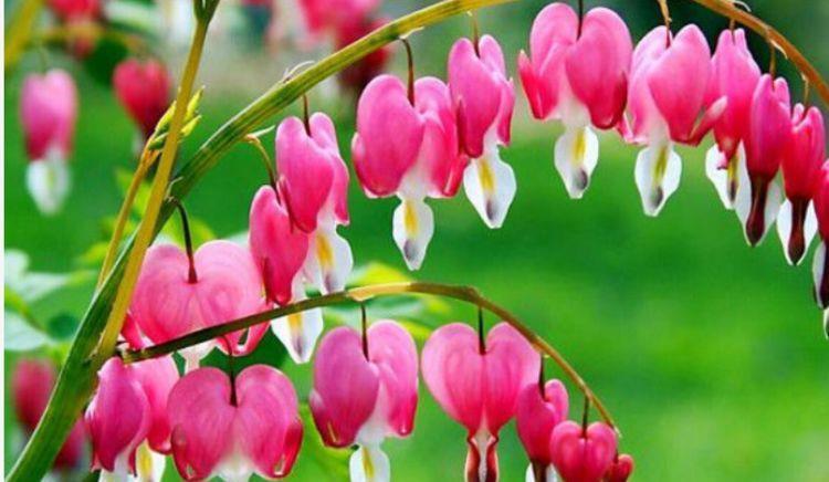 农历7月2号起 最适合养这些花 花美若牡丹 耐热好养活 粉紫色 农历7月2号起 最适合养这些花 花美若牡丹 耐热好养活 粉紫色