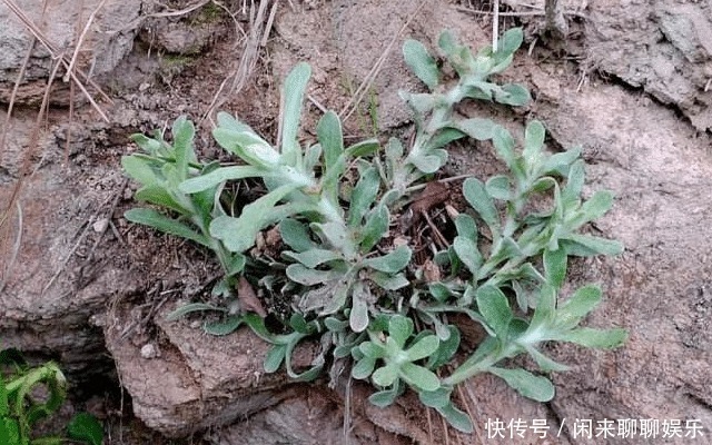 田艾|田埂上这野草, 请别轻视或除掉, 现在了解, 对您将有帮助