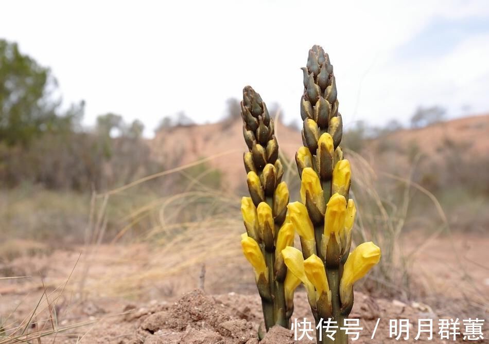 乏力|李时珍留下的3味草药,睡前煮水喝,把阳气“赶出来”