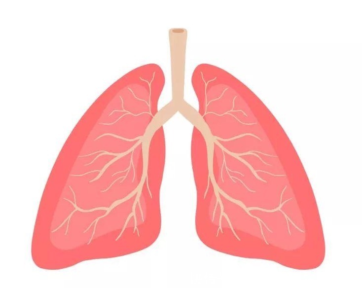 肺部|吃猪血并不清肺,真正养肺的食物有哪些