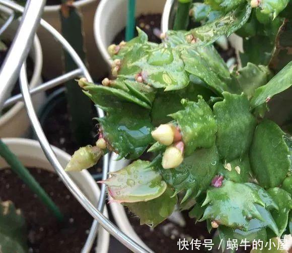 底肥|养花技巧：蟹爪兰一片叶子，蹿出10个花苞，给它喂啥好东西了