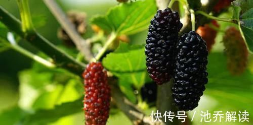 血管|不想血管被堵死, 这些食物要常吃,清理血管垃圾,降压又降脂