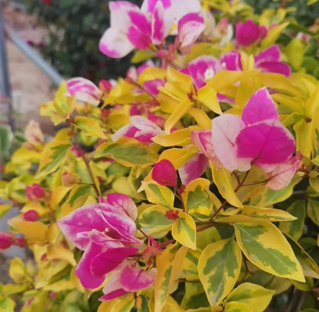 这5种耐旱花，浇水要小心，不烂根不黄叶，养旺很简单