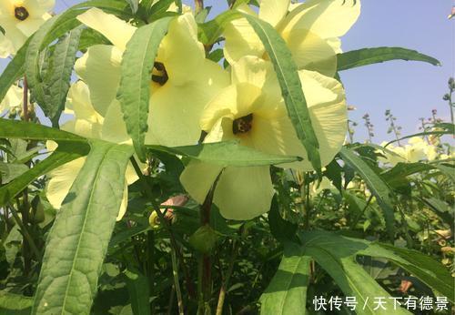 这花,花朵鲜艳价值高,能见到已经是福气,你见过没?