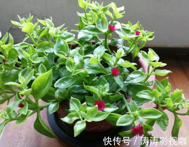 溶液|药片过期不知道该怎么处理养花就用上它们,可一举两得