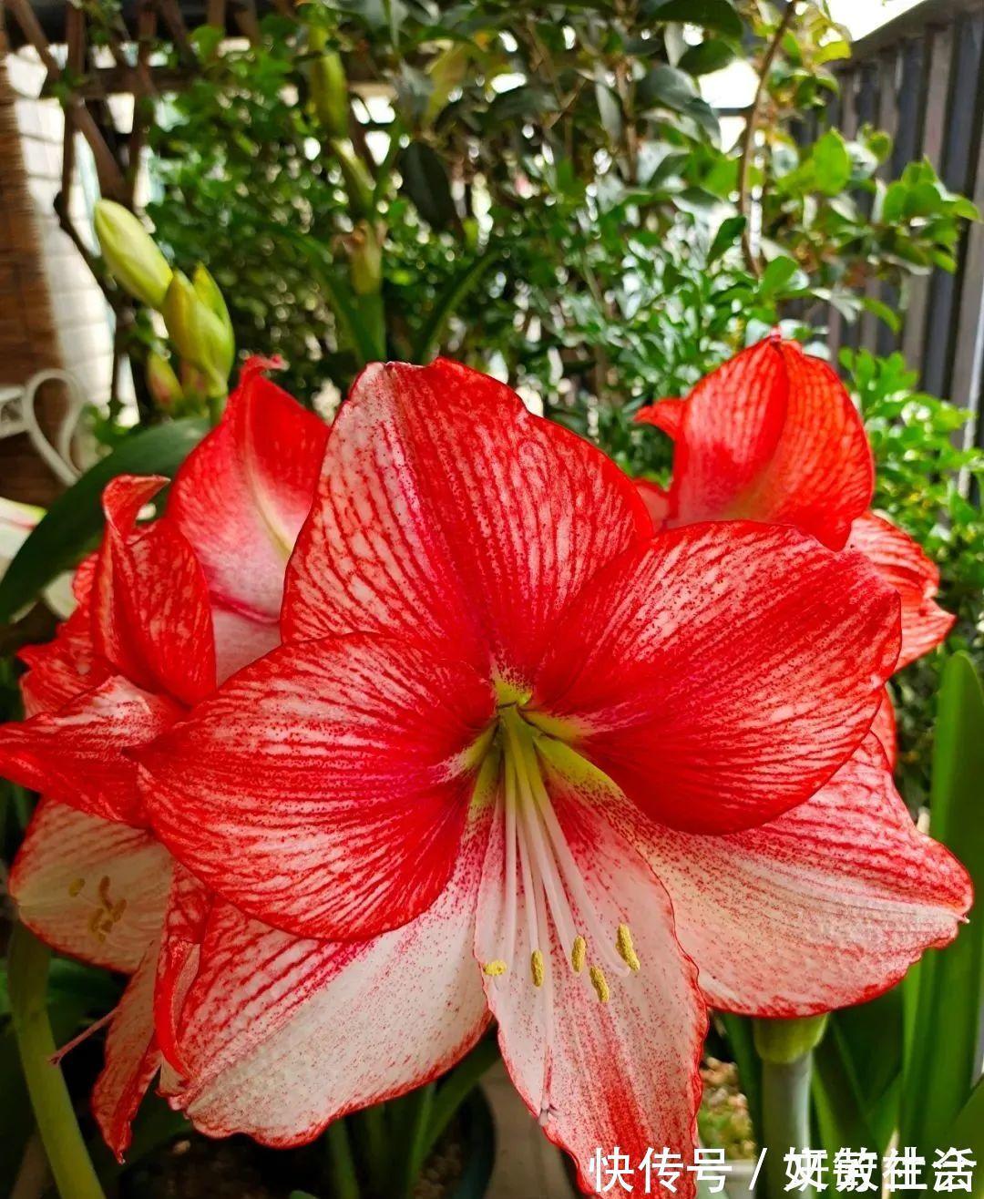 家里养盆朱顶红,开花个个比脸大,牛年养它“注定红”!