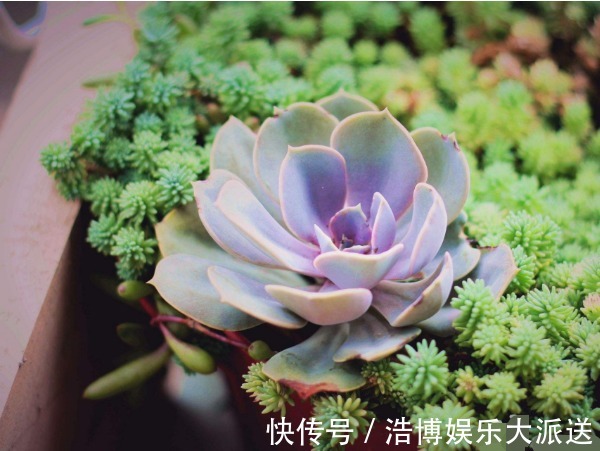 养护|喜欢养护菊花，不如养护一盆多肉紫珍珠，造型独特颜色靓丽