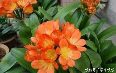 疯长|要想短时间让君子兰疯长不停，花开富贵，就用“它”，超级好用！