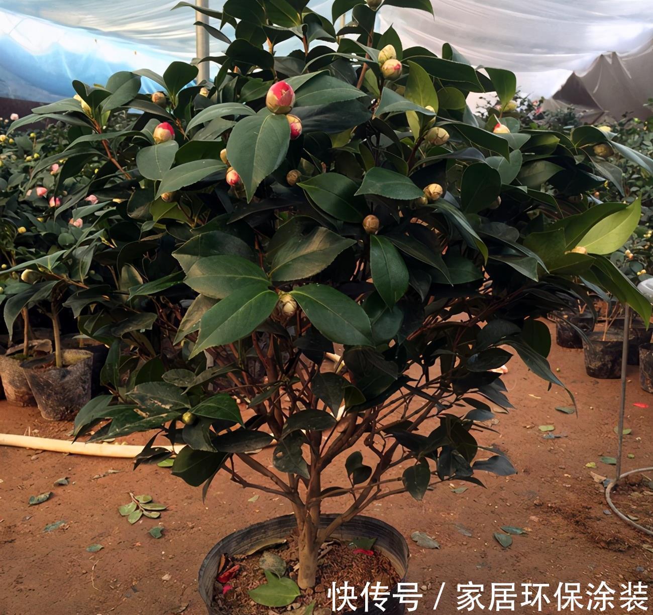 嫩枝|嫁接茶花需要准备什么,嫁接好了后怎么管理?