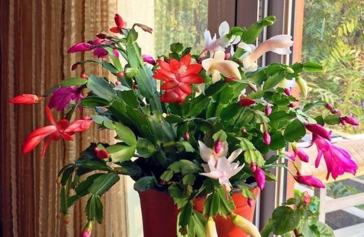 冬天|蟹爪兰冬天有“4怕”,养护方法不对,花苞容易凋落