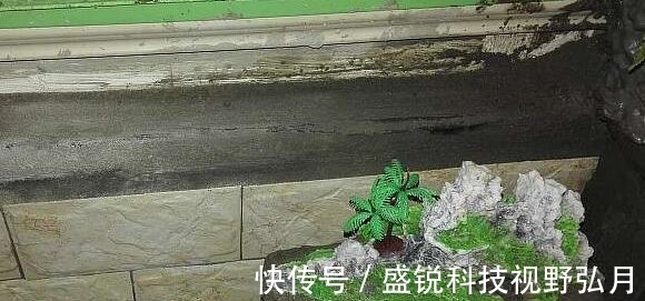 鱼池|偷偷在阳台砖砌鱼池, 邻居来玩, 去物业把我投诉了