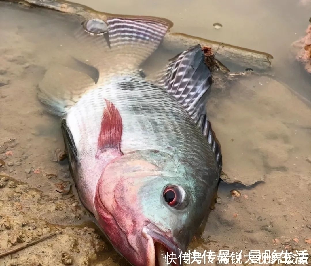 路亚|河道“巨型罗非”扎堆,钓鱼人:三五斤起步,半天钓十几条