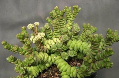 钱串景天|5种长相稀奇的多肉,养小花盆里照旧开花,可养很多年