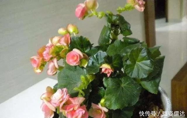 三月初,这“四朵花”任意养长,枝叶绿,花开,一年到头都在开花