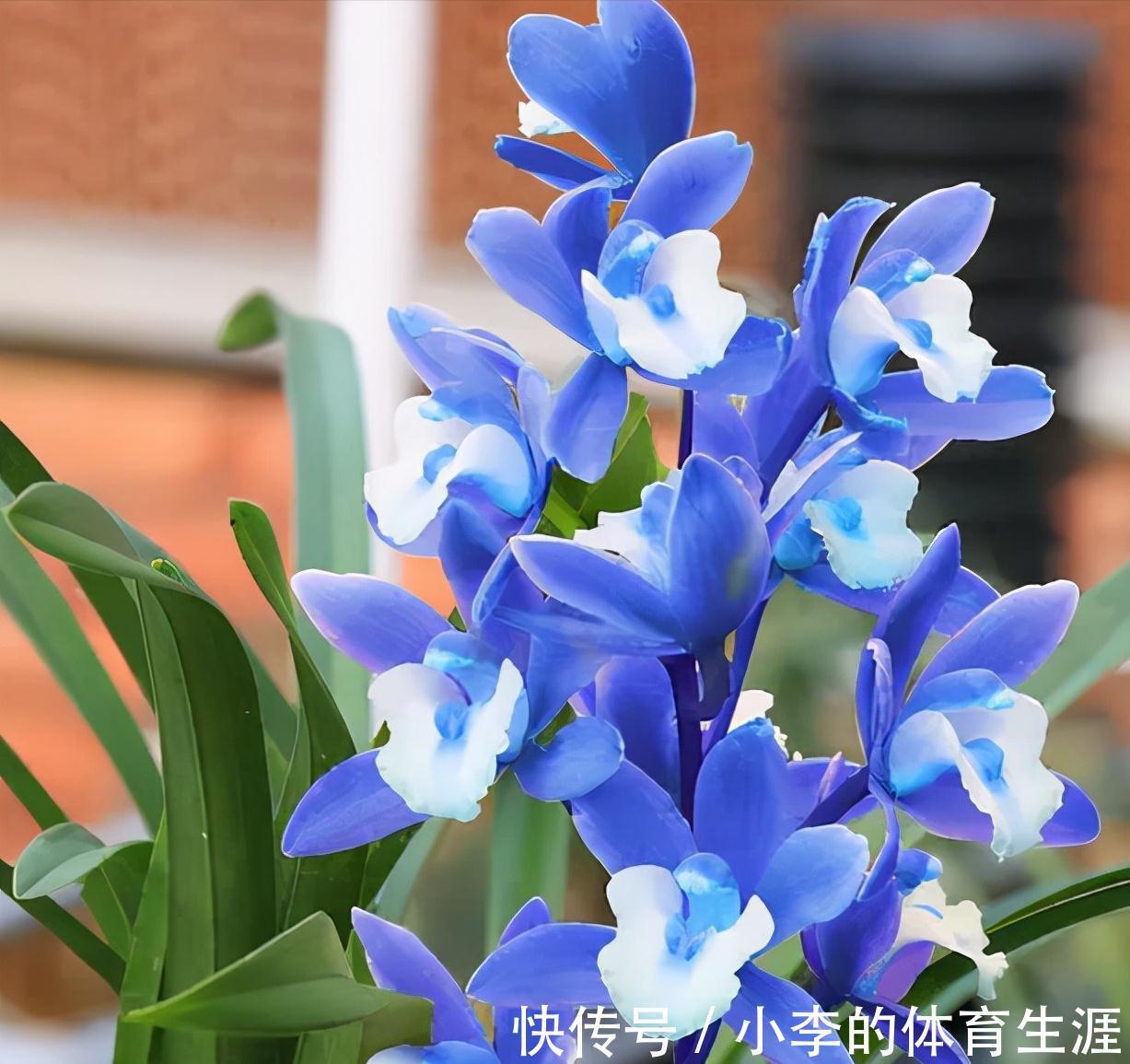 这款蓝色四季兰,突然就火了,人称最美兰花,遇见别错过