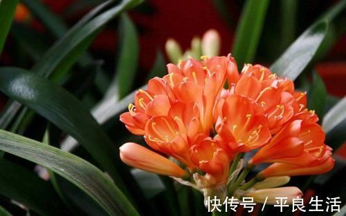 用酒给君子兰催花，学会几个技巧，花开满盆！