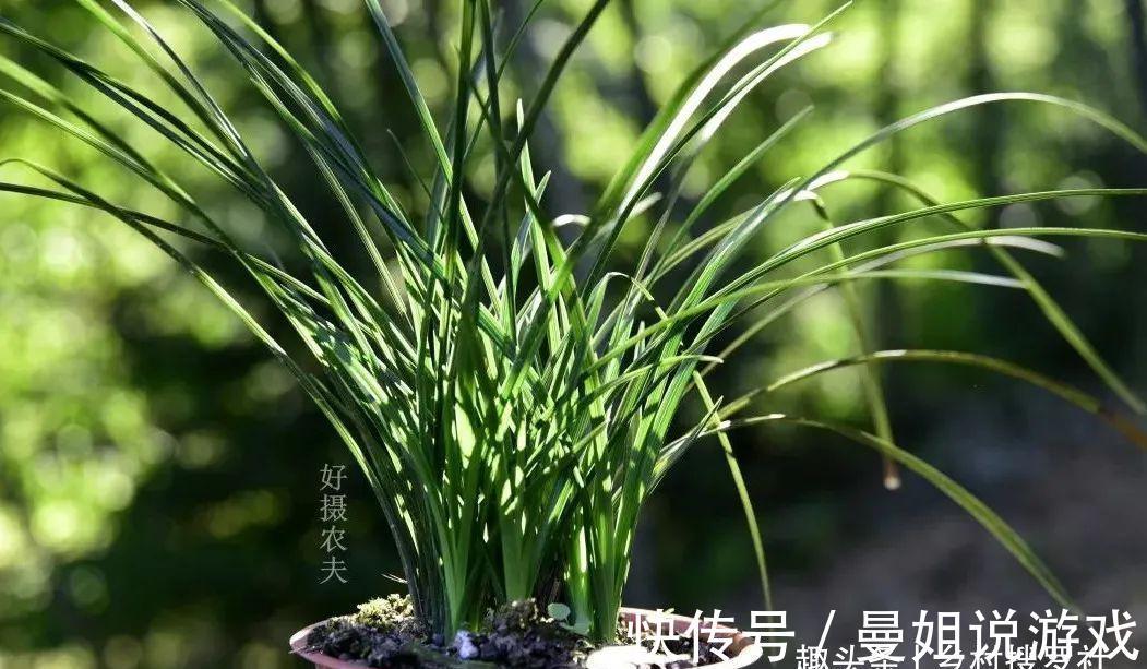 兰花叶尖常有枯黄焦黑,有没有实用的技巧,轻松就解决问题?