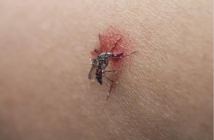 风油精倒进白醋里,解决家家户户的困扰,后悔才知道