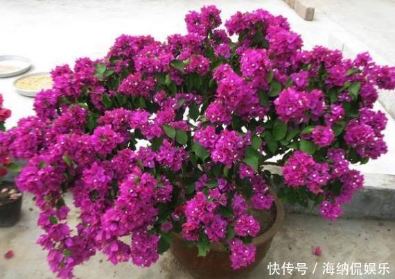 盆栽花草病害连连,全赖这些坏习惯,爱养花的你占了几样