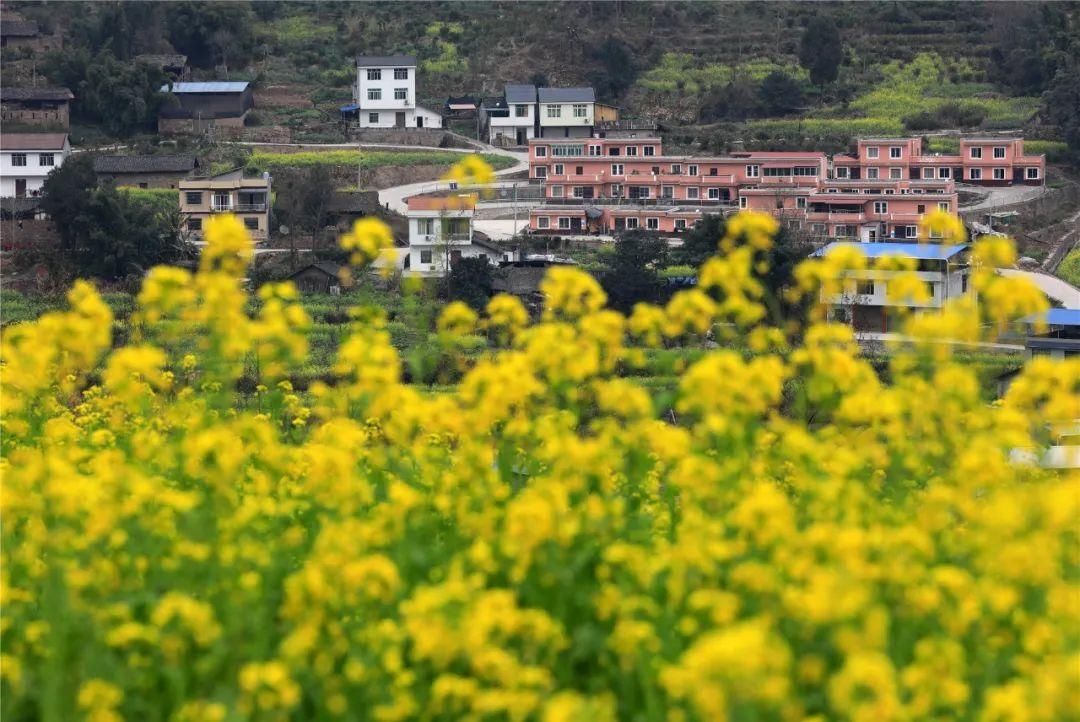 中年|草长莺飞二月天里，赴一场春日的花宴