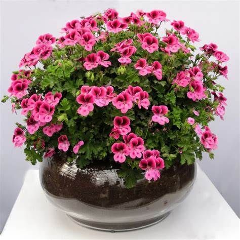 时花|养花试试这款，盛花时花比叶子还多，见花不见叶，极易爆盆