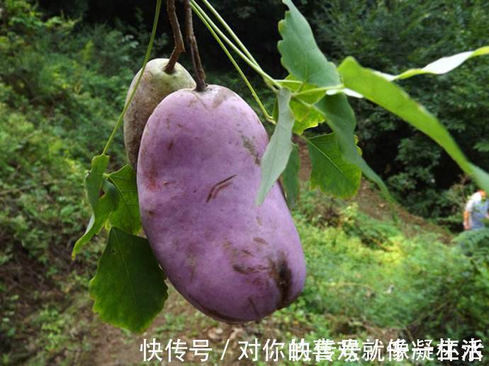 预知子|农村这果子,20年前当零食,却不知是名贵的中草药,能疏肝益肾