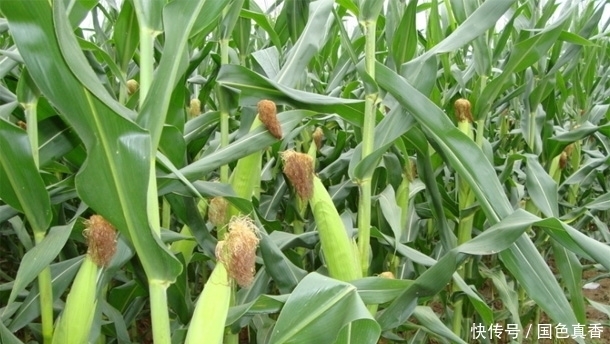 探索老人长寿秘密,多吃“五谷之最”,清理血管排毒防癌抗衰老