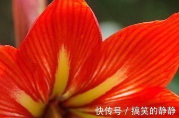 君子兰|家养君子兰就是不开花!这是为什么?养护专家这样说!