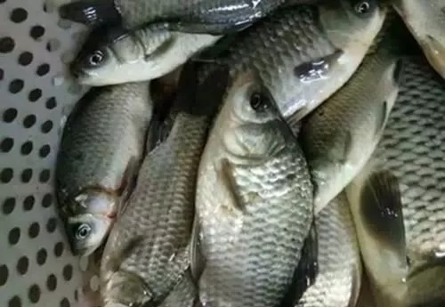 冬季鱼难钓,野钓难在哪,学会这三招冬季野钓收获满满