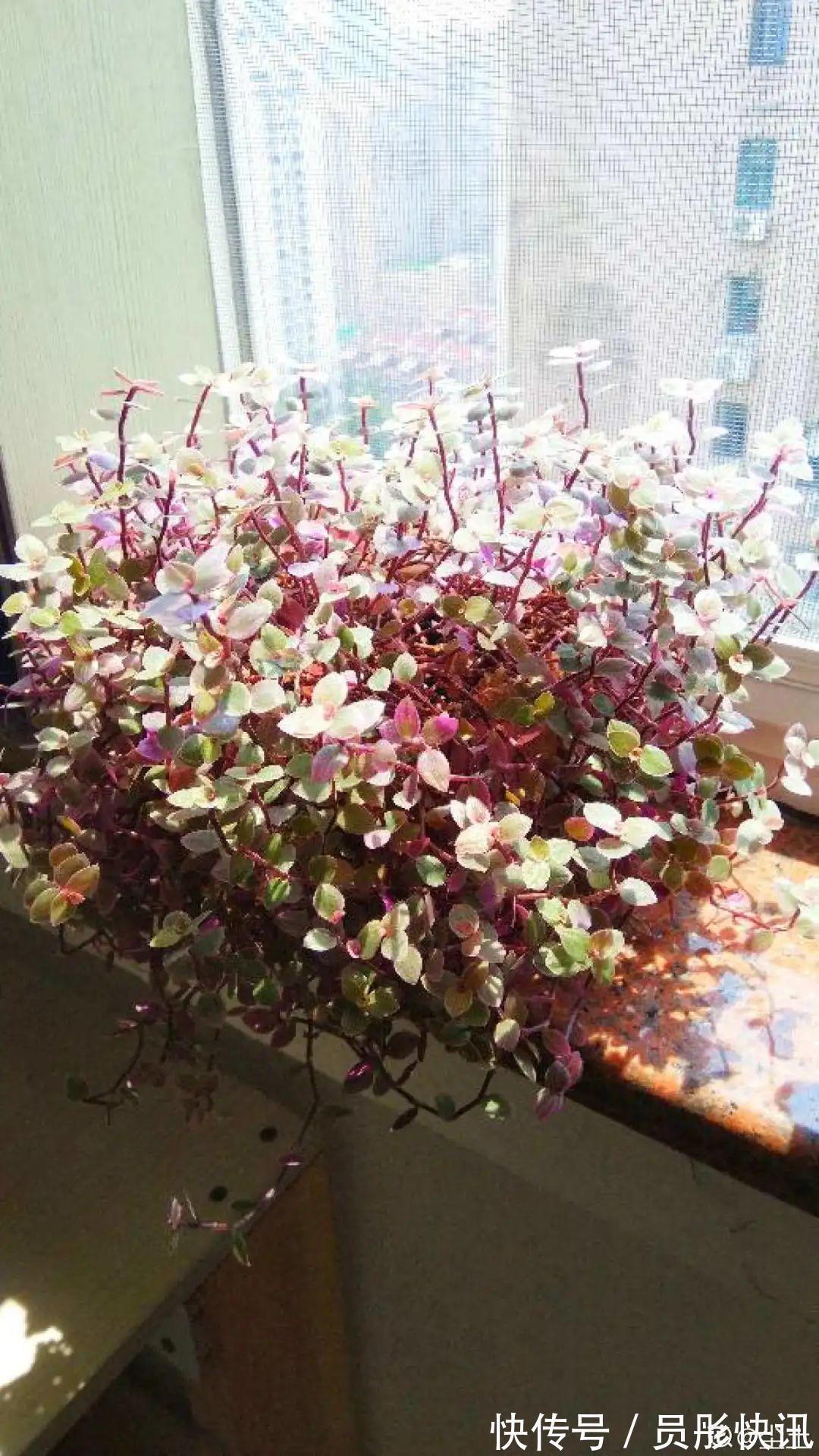 蓝蝴蝶|5种花真稀罕,叶子越晒越红彤彤,一盆能开20朵!