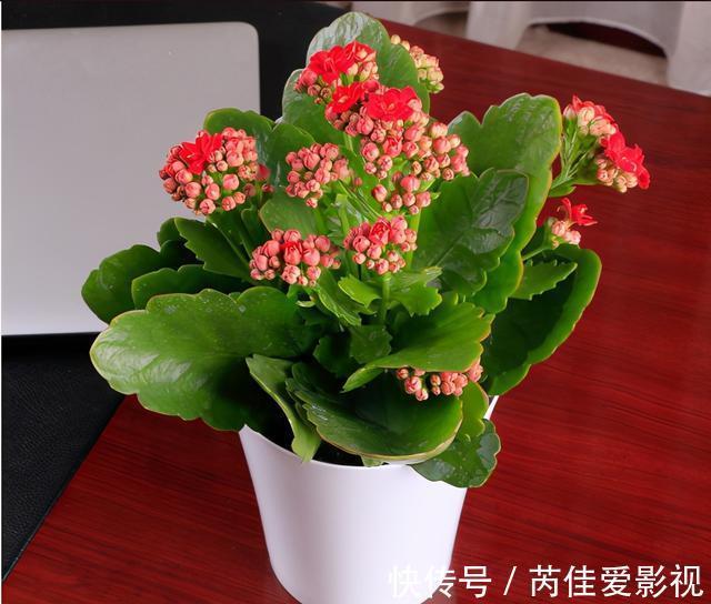 适合小盆养的“5种花”，大盆“不利于”生长和开花，可别搞错了